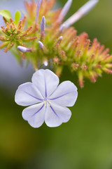 Blue solitary flower with purple tones