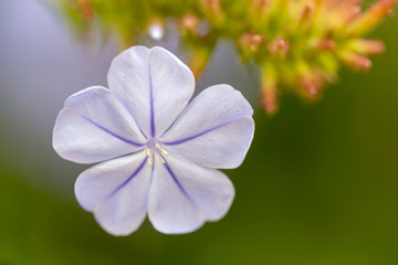 Fototapeta na wymiar Blue solitary flower with purple tones