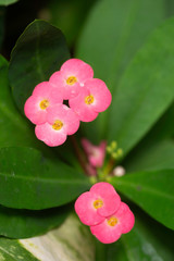 pink flowers on green background