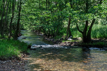 Obraz premium Мagnetic landscape of summer nature, green deciduous forest and river Iskar in the Lozen mountain, Bulgaria, Europe