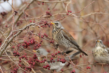 bird on a branch