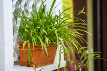 image of a flowerpot on the windowsill of a residential house