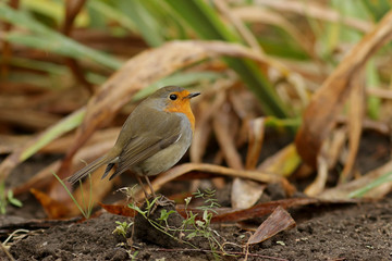 robin on a branch