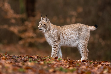 The Eurasian lynx (Lynx lynx) a young lynx resting in a forest. Autumn scene with a big european cat. Portrait of a cat predator. Portrait of a young lynx.