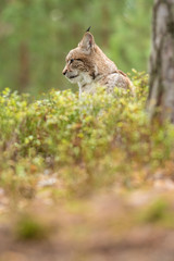Naklejka na ściany i meble The Eurasian lynx (Lynx lynx) a young lynx resting in a forest. Autumn scene with a big european cat. Portrait of a cat predator. Portrait of a young lynx.