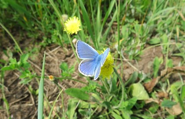 Beautiful blue polyommatus butterfly on yellow flowers in the meadow