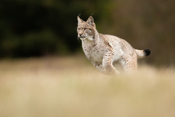 The Eurasian lynx (Lynx lynx) a young lynx on a meadow. Autumn scene with a big european cat. Portrait of a hunting predator. Portrait of a young lynx. © Dusan