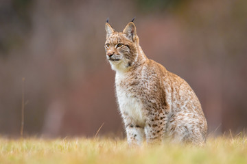 Fototapeta premium The Eurasian lynx (Lynx lynx) a young lynx on a meadow. Autumn scene with a big european cat. Portrait of a hunting predator. Portrait of a young lynx.
