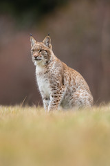 The Eurasian lynx (Lynx lynx) a young lynx on a meadow. Autumn scene with a big european cat. Portrait of a hunting predator. Portrait of a young lynx.