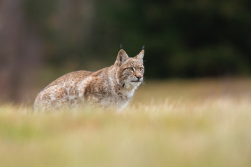 Obraz premium The Eurasian lynx (Lynx lynx) a young lynx on a meadow. Autumn scene with a big european cat. Portrait of a hunting predator. Portrait of a young lynx.