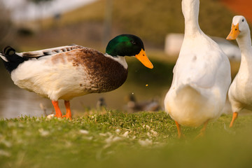Ducks eating  in the sunset
