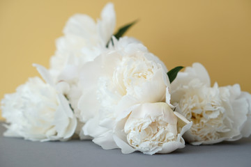 White fluffy peonies flowers composition on yellow and grey background