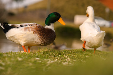 Ducks eating  in the sunset