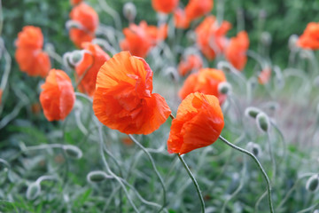 Many beautiful poppy flowers on the climbing stems grow on the field