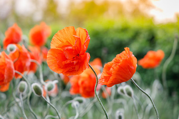Many beautiful poppy flowers on the climbing stems grow on the field. Orange toned image