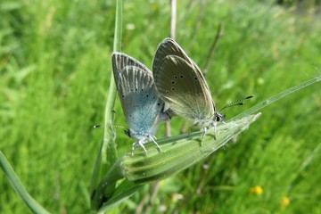 Beautiful polyommatus butterflies mating on plant in the meadow, closeup