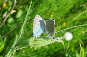 Beautiful polyommatus butterflies mating on plant in the meadow, closeup
