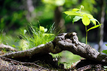 nature