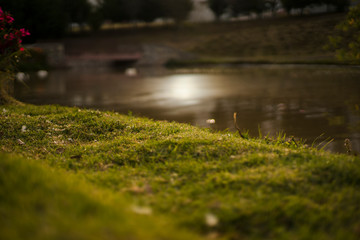 grass and the water lake background in sunset