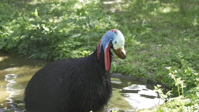 Cassowary bird stands in a water pond and cleans it's plumage with it's beak (4K, 30fps)