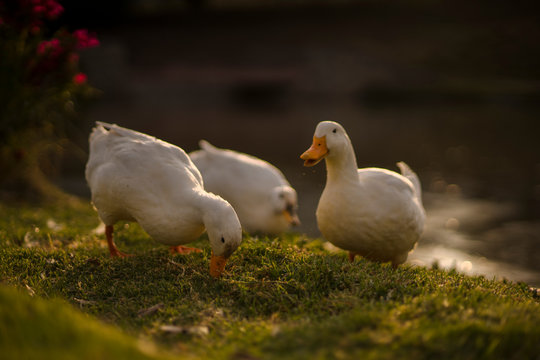 Ducks eating  in the sunset