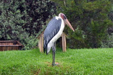 Marabou in South Africa