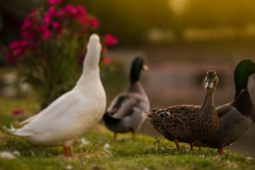 Ducks in the sunset