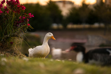 duck in the sunset