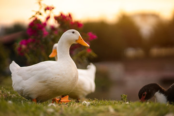 Ducks in the sunset