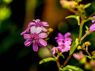 stunning close up of pink cinerarias
