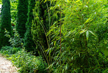 Tall elegant bamboo Phyllostachys aureosulcata bush fits perfectly into design of beautiful ornamental garden. Great combination with yew and thujas. Nature concept for design