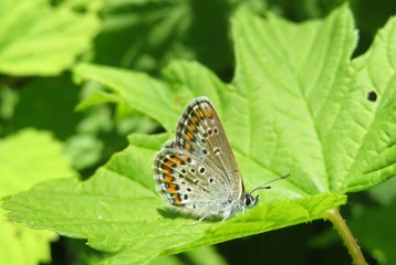 Beautiful polyommatus butterfly on green leaf in the garden, closeup
