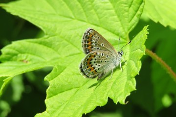 Beautiful polyommatus butterfly on green leaf in the garden, closeup