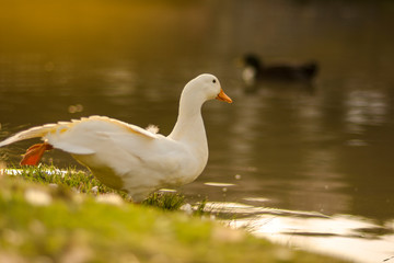 Duck in lake