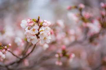 桜の花