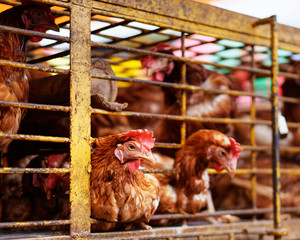 Several chickens in a metal cage in a market place, two animals have their heads stuck through the grid, an animal in the focus area - Location: Indonesia, Sulawesi © Ralf Lehmann