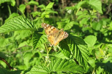 Painted lady butterfly on a raspberry leaves in the garden, closeup 