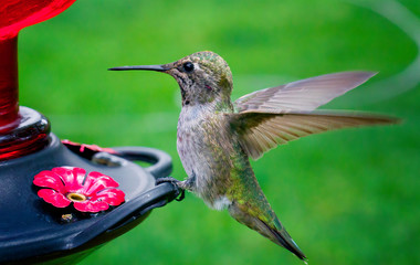 Hummingbirds of Phoenix