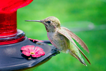 Obraz premium Hummingbirds of Phoenix