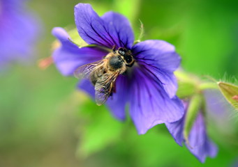 Biene auf einer lila Blüte