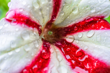 White flower with red lines covered with rain droplets