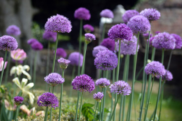 Obraz premium purple flowers in the garden