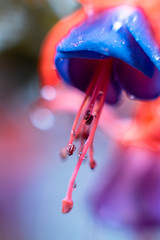 Water drops falling off the pink flowers