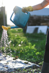 Man farmer watering a vegetable garden in the evening at sunset close up