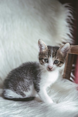 Domestic kitten on the armchair playing with a ball of wool