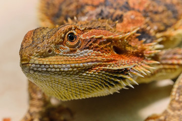 portrait macro photo of a female bearded dragon (Bartagame) looking into camera
