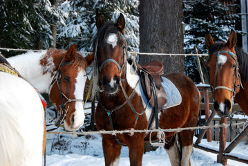 horse and carriage