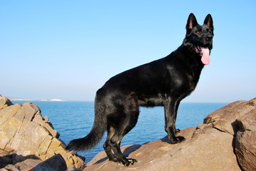 Black German Shepherd on a cliff