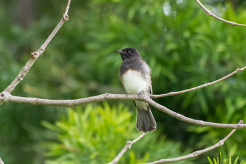 Fototapeta premium Adorable juvenile Black Phoebe bird perches on tree branch waiting for mother to return while looking to left.