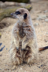 Fototapeta premium meerkat